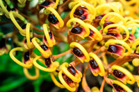35 SILKY OAK TREE Orange Flower Southern Silver Oak Grevillea Robusta Seeds