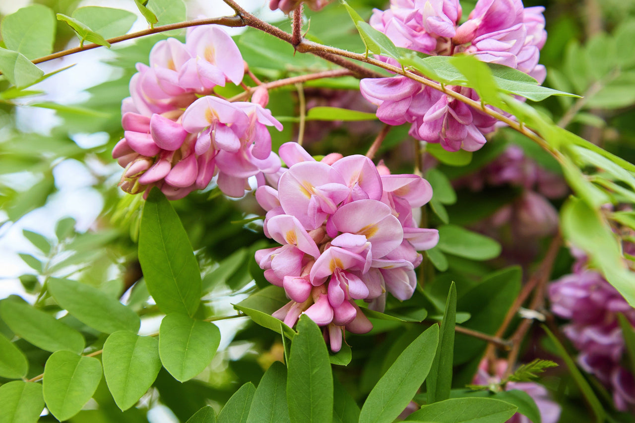 15 ROSE LOCUST / Pink ACACIA Flower Robinia Hispida Fertilis Tree Shrub Seeds