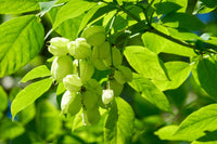 5 AMERICAN BLADDERNUT Tree Staphylea Trifolia Shrub Green Pod White Flower Seeds