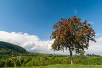 20 ASH TREE Mountain / Amur / Rowan - Sorbus Aucuparia Seeds
