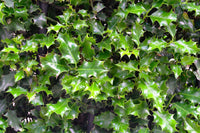 40 AMERICAN HOLLY Ilex Opaca Tree Shrub Evergreen Red Berry Seeds - aka White Holly, Prickly Holly, Christmas Holly, Yule Holly
