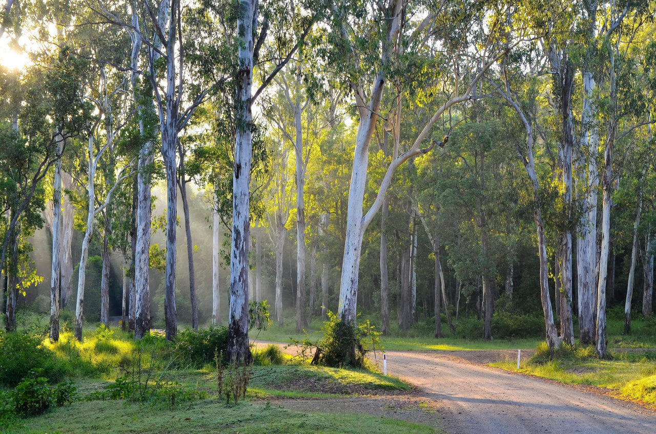 25 RED FOREST GUM Tree Eucalyptus Tereticornis Blue Grey Mountain Flower Seeds