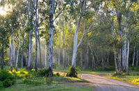 25 RED FOREST GUM Tree Eucalyptus Tereticornis Blue Grey Mountain Flower Seeds