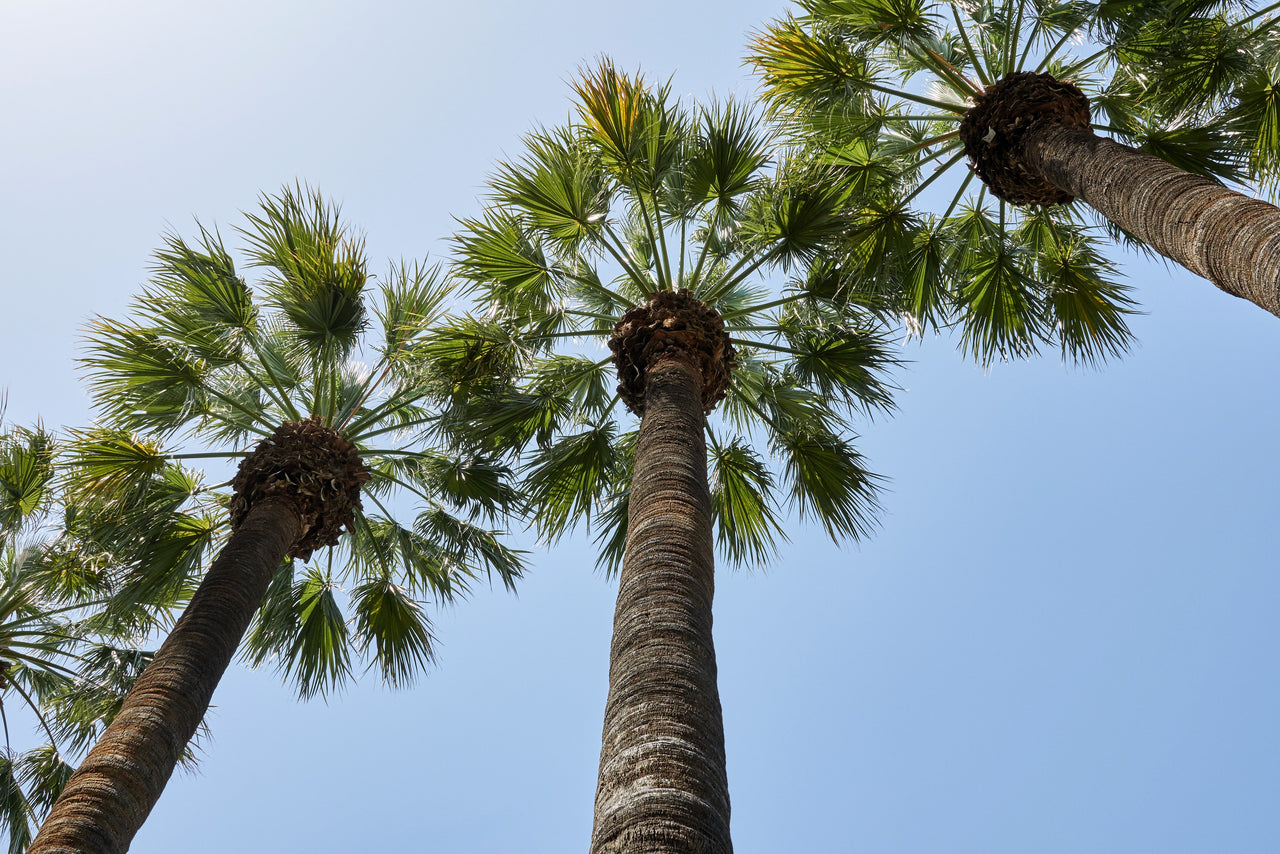 5 COMMON WINDMILL PALM Trachycarpus Fortunei Hardy Chusan Palm Tree Sun Shade Houseplant Seeds