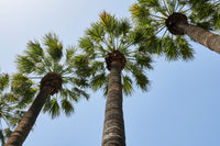 5 COMMON WINDMILL PALM Trachycarpus Fortunei Hardy Chusan Palm Tree Sun Shade Houseplant Seeds