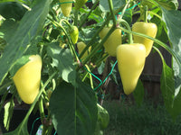 200 SANTA Fe GRANDE PEPPER (Guero Chili Pepper / Yellow Hot Chili Pepper) Capsicum Annuum Vegetable Seeds