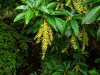 50 LILY Of The VALLEY TREE Sourwood Sorrel Oxydendrum Arboreum Flower Seeds