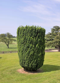 10 PACIFIC YEW Tree Taxus Baccata Brevifolia Evergreen Conifer Sun or Shade Red Ornamental Berry Native Tree Seeds