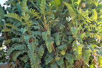 5 GIANT BIRD OF PARADISE Tree Strelitzia Nicolai Wild Banana White Crane Blue Purple Flower Houseplant Seeds