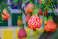 30 Mixed Colors FLOWERING MAPLE (Chinese Bell Flower) Abutilon Hybridum Shrub Bush Small Tree Seeds