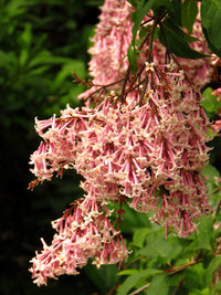 30 PINK LILAC Hungarian Lilac Tree Shrub Syringa Josikaea Fragrant Flower Seeds