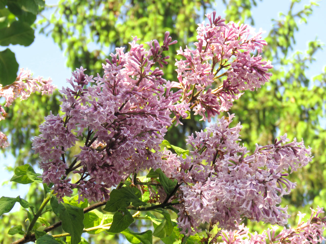 30 PINK LILAC Hungarian Lilac Tree Shrub Syringa Josikaea Fragrant Flower Seeds