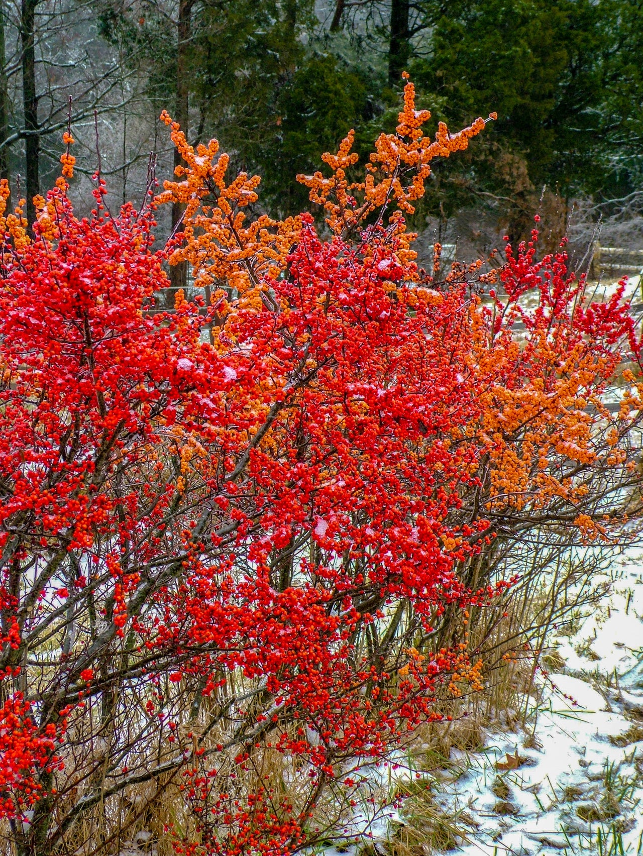 50 WINTERBERRY Holly Ilex Verticillata - Candian Holly / Fever Bush / Black Alder Tree Shrub Red Berry White Flower Seeds