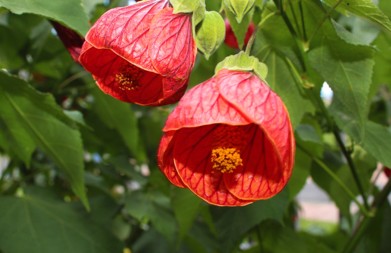 30 Mixed Colors FLOWERING MAPLE (Chinese Bell Flower) Abutilon Hybridum Shrub Bush Small Tree Seeds