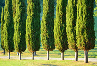 20 MEDITERRANEAN CYPRESS TREE Italian Pencil Pine Cedar Cupressus Sempervirens Stricta Seeds