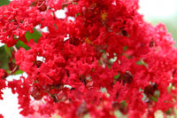 35 RED CREPE MYRTLE Lagerstroemia Indica Flowering Shrub Bush Small Tree Seeds