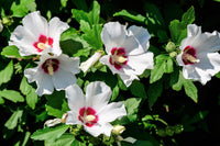 25 White & Hot Pink ROSE Of SHARON HIBISCUS Syriacus Flower Tree Bush Seeds