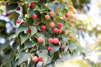 5 PINK DOGWOOD Tree Cornus Capitata Angustata Kousa Ornamental Flowering Tree Seeds