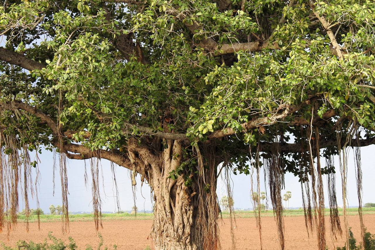 50 BANYAN / BANYAN FIG TREE East Indian Ficus Benghalensis Aerial Root Houseplant Seeds