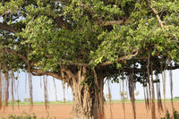 50 BANYAN / BANYAN FIG TREE East Indian Ficus Benghalensis Aerial Root Houseplant Seeds