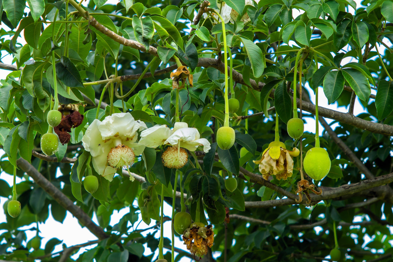 5 African BAOBAB TREE Adansonia Digitata Monkey Bread Judas Fruit Seeds