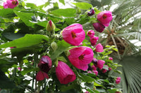 30 Mixed Colors FLOWERING MAPLE (Chinese Bell Flower) Abutilon Hybridum Shrub Bush Small Tree Seeds