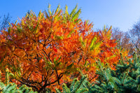 30 FLAMELEAF SUMAC TREE Shining Dwarf Winged Rhus Schmaltzia Copallina Seeds