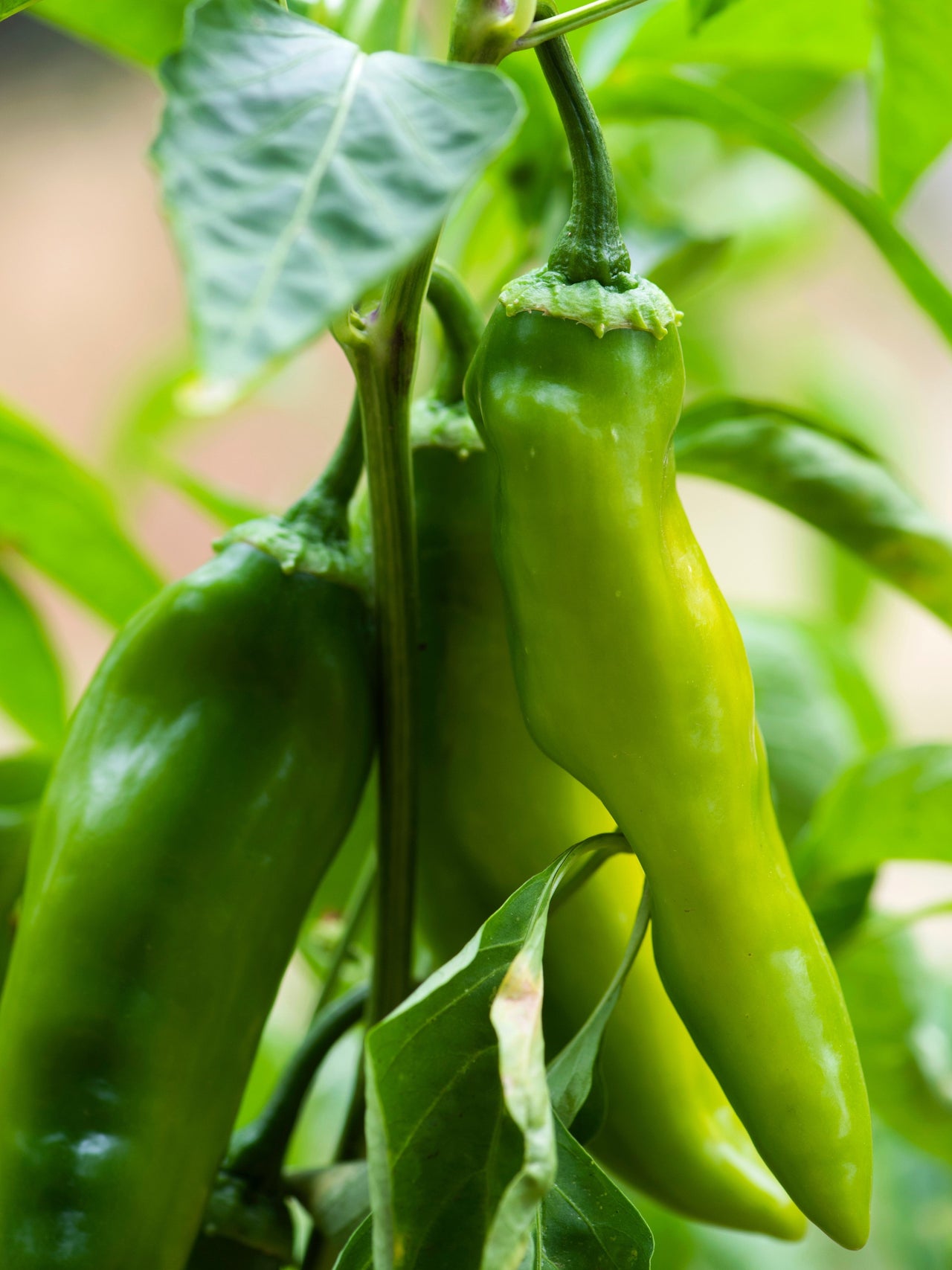 300 ANAHEIM CHILI PEPPER (New Mexico Chili Pepper) Capsicum Annuum Vegetable Seeds