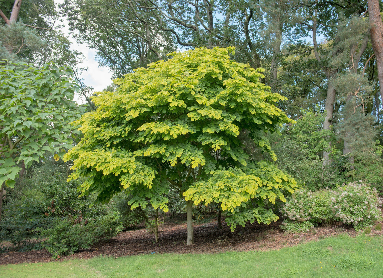 10 YELLOW ASH TREE Kentucky Yellowwood White Flowers Cladrastis Lutea Kentukea Seeds
