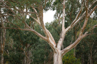25 RED FOREST GUM Tree Eucalyptus Tereticornis Blue Grey Mountain Flower Seeds