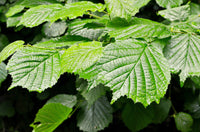25 American WITCH HAZEL Hamamelis Virginiana Alder Shrub Tree Yellow Flower Seeds