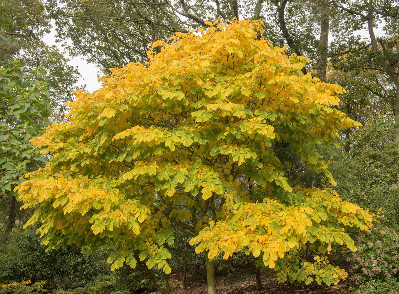 10 YELLOW ASH TREE Kentucky Yellowwood White Flowers Cladrastis Lutea Kentukea Seeds