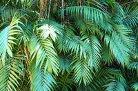 15 PARLOR PALM Neanthe Bella Palm Chamaedorea Elegans Tree Houseplant Seeds