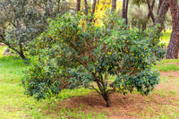 25 STRAWBERRY TREE Edible Red Berry Tree Arbutus Unedo Seeds Irish Killarney