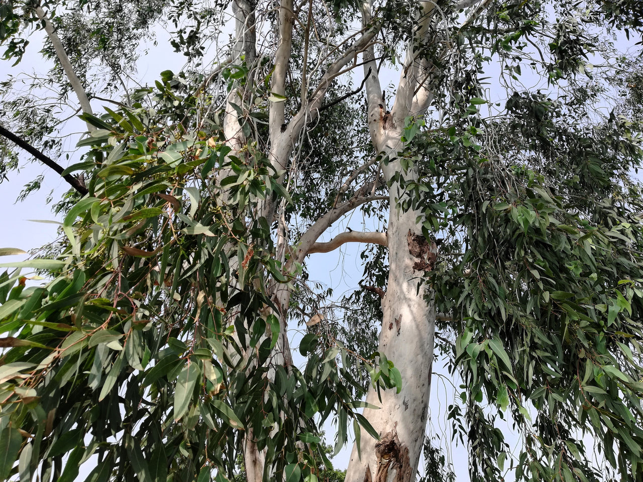 25 RED FOREST GUM Tree Eucalyptus Tereticornis Blue Grey Mountain Flower Seeds