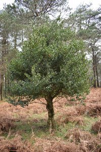40 ENGLISH HOLLY Ilex Aquifolium aka European Common or Christmas Holly Evergreen Tree Shrub Berry Seeds