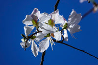10 WHITE ORCHID TREE Bauhinia Alba syn Variegata Candida Hawaiian Mountain Ebony Camel's Foot Butterfly Flower Tree Hummingbird Seed