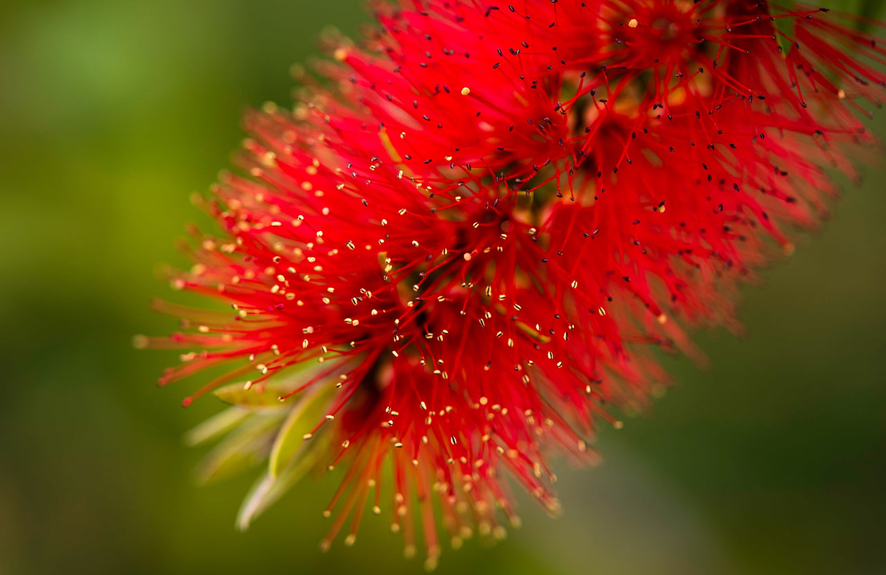 40 CRIMSON BOTTLEBRUSH Callistemon Citrinus Flowering Shrub Bush Small Tree Seeds