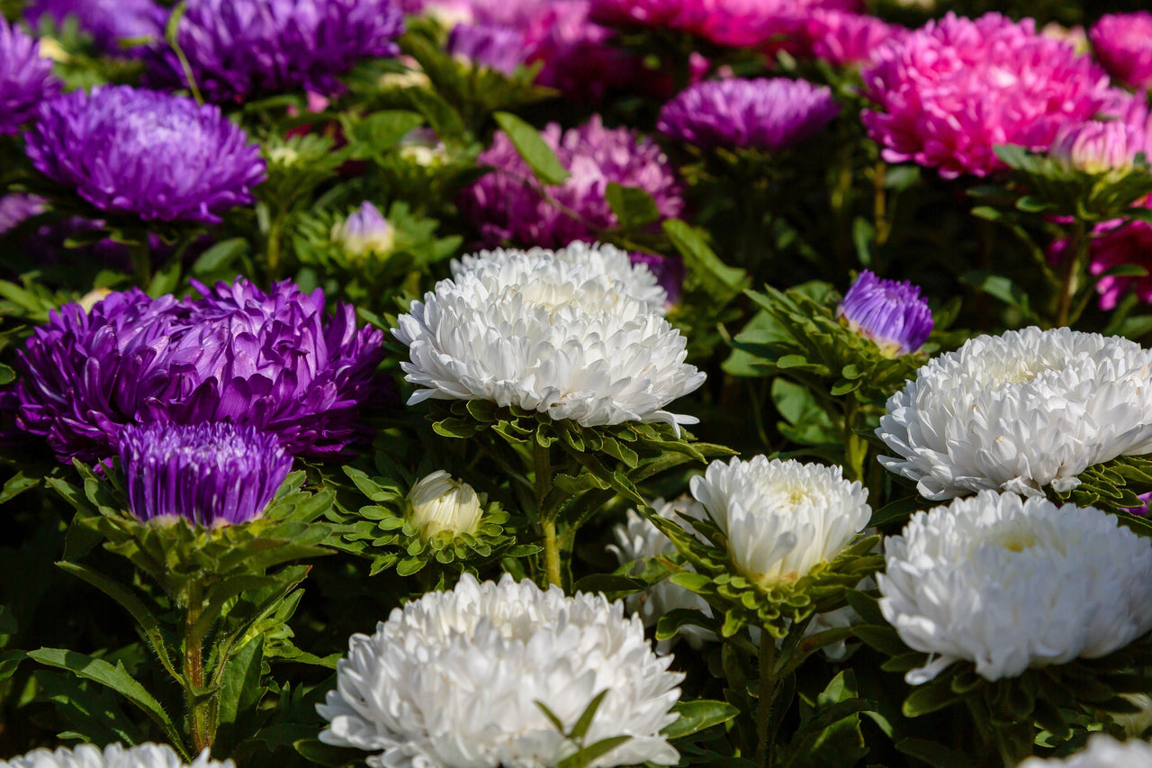 30 Duchess WHITE PAEONY ASTER French Peony Callistephus Double Flower Seeds