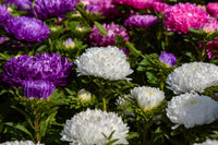 30 Duchess WHITE PAEONY ASTER French Peony Callistephus Double Flower Seeds