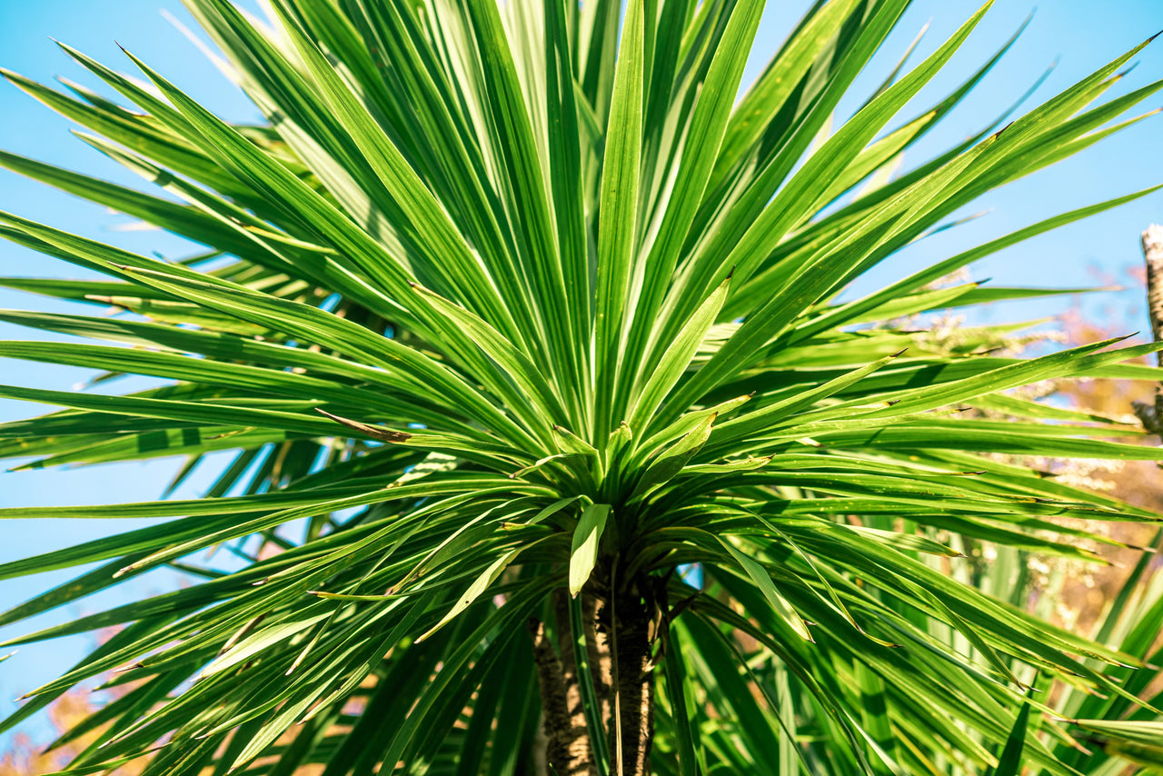 50 CABBAGE PALM / GIANT DRACAENA Australis Cordyline Tree Houseplant Seeds