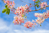 5 PINK SHOWER TREE Cassia Javanica aka Rainbow Shower & Apple Blossom Tree Two Tone Pink, White, Yellow Flower Seeds