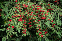 100 RED ELDERBERRY Sambucus Racemosa Scarlet Mountain Elder Bunchberry Tree Shrub Fruit Berry Seeds