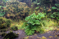 10 GUNNERA INSIGNIS Giant Rhubarb (Leaves up to 6' Wide, Red Flower Spikes to 3') Dinosaur Plant Seeds