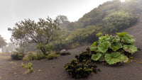10 GUNNERA INSIGNIS Giant Rhubarb (Leaves up to 6' Wide, Red Flower Spikes to 3') Dinosaur Plant Seeds