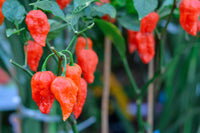 20 GHOST PEPPER SEEDS Blazing Hot Naga Bhut Jolokia Cobra Chili Vegetable Seeds