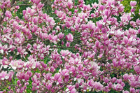 5 SAUCER MAGNOLIA x Soulangeana Denudata & Liliiflora 5 - 10