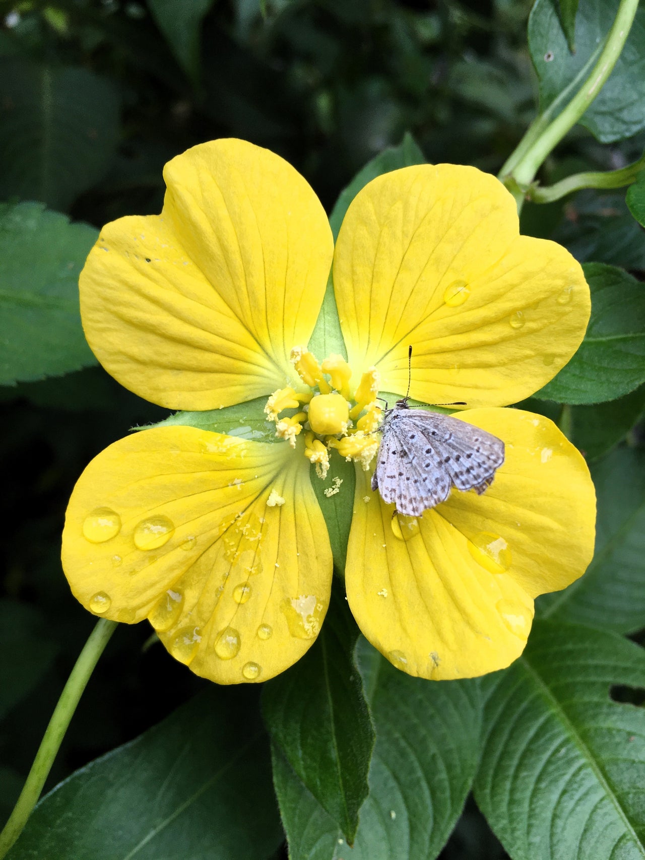 1000 Yellow SEEDBOX (Bushy Water Primrose / Rattlebox / False Loosestrife) Ludwigia Alternifolia Flower Seeds