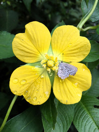 1000 Yellow SEEDBOX (Bushy Water Primrose / Rattlebox / False Loosestrife) Ludwigia Alternifolia Flower Seeds
