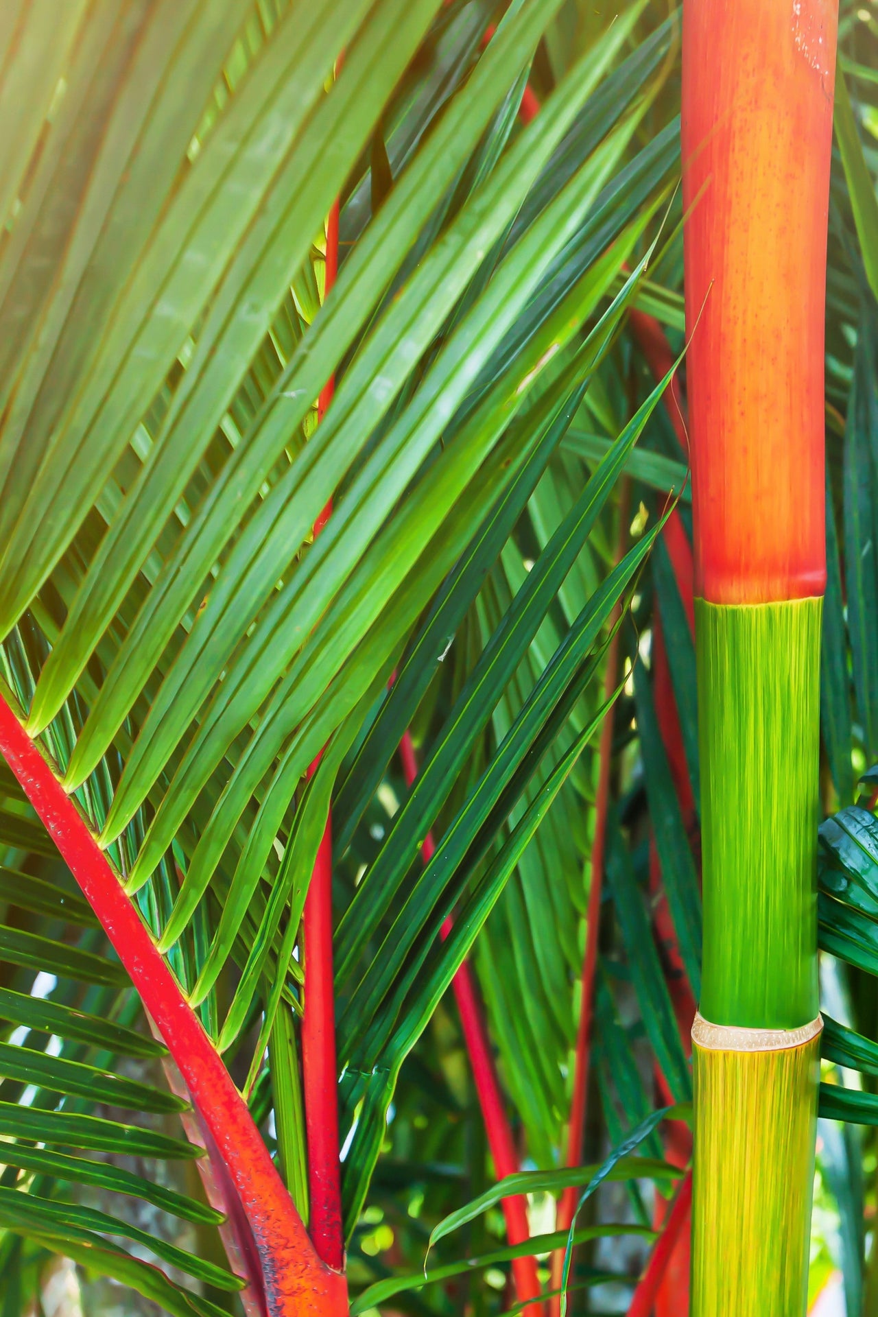 10 Red LIPSTICK PALM Sealing Wax Palm Cyrtostachys Renda Tree Houseplant Seeds